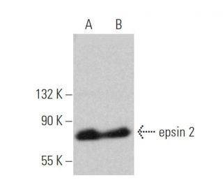 epsin 2 Antibody (F-10) - Western Blotting - Image 374482 