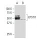 EPSTI1 Antibody (ZZ4) - Western Blotting - Image 34029