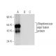 eqbJ Antibody (A-5) - Western Blotting - Image 282544