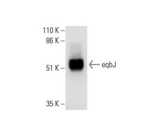 eqbJ Antibody (A-5) - Western Blotting - Image 290724 