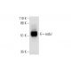 eqbJ Antibody (A-5) - Western Blotting - Image 290724 