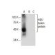 eqbJ Antibody (G-7) - Western Blotting - Image 285408