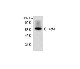 eqbJ Antibody (G-7) - Western Blotting - Image 285965 