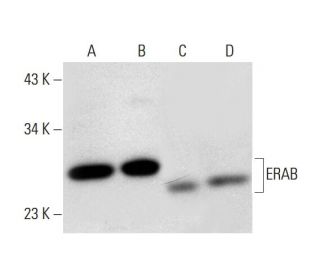 ERAB Antibody (E-10) - Western Blotting - Image 297081 