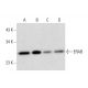 ERAB Antibody (F-1) - Western Blotting - Image 297082 