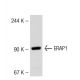 ERAP1 Antibody (731) - Western Blotting - Image 53302 