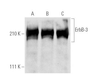 ErbB3/HER3 Antibody (G-4) - Western Blotting - Image 281953 