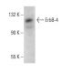 ErbB4/HER4 Antibody (2Q322) - Western Blotting - Image 376080