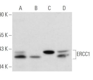 ERCC1 Antibody (SPM243) - Western Blotting - Image 17500 