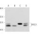 ERCC1 Antibody (SPM243) - Western Blotting - Image 17500 