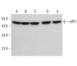 eRF1 Antibody (F-1) - Western Blotting - Image 381082 