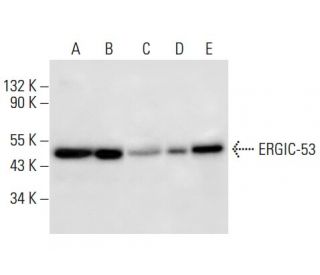ERGIC-53 Antibody (G-11) - Western Blotting - Image 308079 