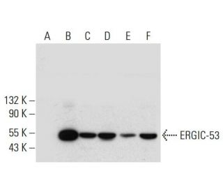ERGIC-53 Antibody (F-3) - Western Blotting - Image 308375