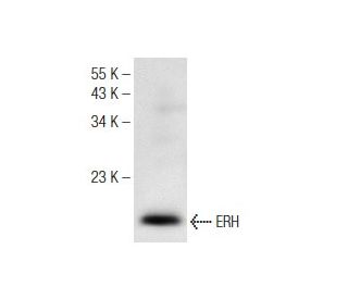 ERH Antibody (H-8) - Western Blotting - Image 147304