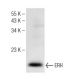 ERH Antibody (H-8) - Western Blotting - Image 147304