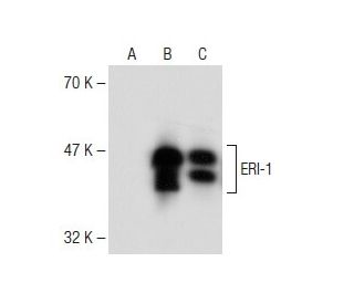 ERI-1 Antibody (C-8) - Western Blotting - Image 148653 