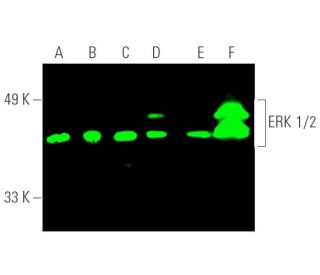 ERK 1/2 Antibody (C-9) - Western Blotting - Image 390271 