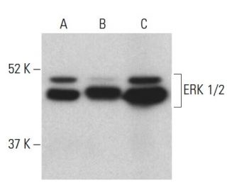 ERK 1/2 Antibody (MK1) - Western Blotting - Image 398962 