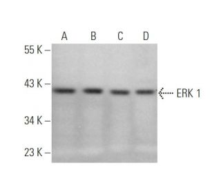 ERK 1 Antibody (E-12) - Western Blotting - Image 349299 