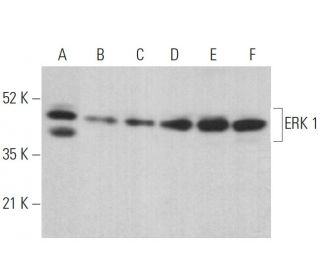 ERK 1 Antibody (E-6) - Western Blotting - Image 379450 