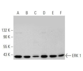 ERK 1 Antibody (G-8) - Western Blotting - Image 349303 