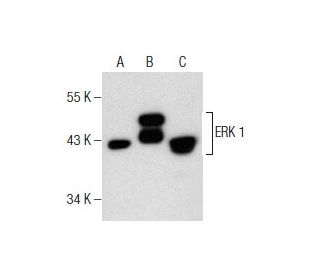 ERK 1 Antibody (G-12) - Western Blotting - Image 159770