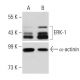ERK 1 shRNA Plasmid (h): sc-29307-SH. Western blot analysis of human ERK-1 expression in ERK-1 shRNA Plasmid transfected (