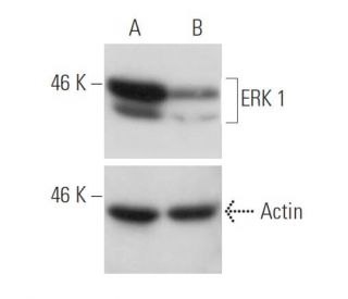 ERK 1 siRNA (m): sc-29308. Western blot analysis of ERK 1 expression in non-transfected control (A) and ERK 1 siRNA transf