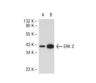 ERK 2 Antibody (12A4) - Western Blotting - Image 53313 