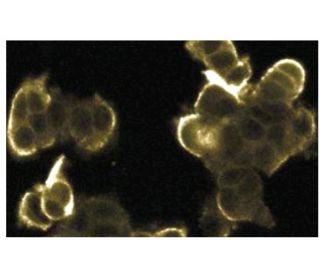 ERK 2 Antibody (33) - Immunofluorescence - Image 133602 