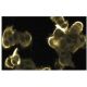 ERK 2 Antibody (33) - Immunofluorescence - Image 133602 