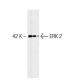 ERK 2 Antibody (33) - Western Blotting - Image 127462