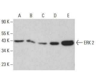 ERK 2 Antibody (4C11C11C4) - Western Blotting - Image 380628 