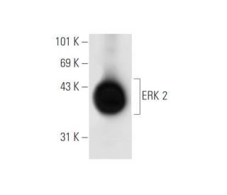 ERK 2 Antibody (6H3) - Western Blotting - Image 58027 