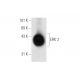 ERK 2 Antibody (6H3) - Western Blotting - Image 58027 
