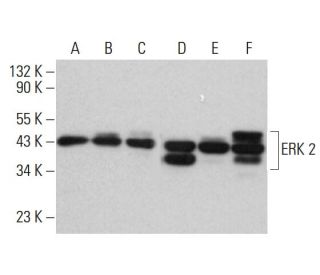 ERK 2 Antibody (C-8) - Western Blotting - Image 380625 
