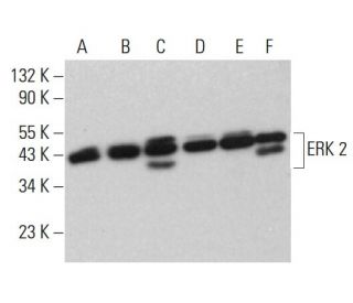 ERK 2 Antibody (H-9) - Western Blotting - Image 380570 