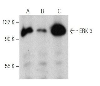 ERK 3 Antibody (E-3) - Western Blotting - Image 359451 