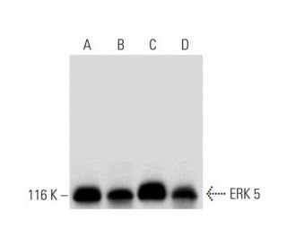 ERK 5 Antibody (C-11) - Western Blotting - Image 295776 