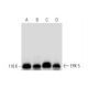 ERK 5 Antibody (C-11) - Western Blotting - Image 295776 