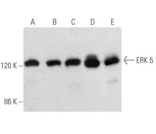 ERK 5 Antibody (C-7) - Western Blotting - Image 354697 