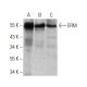 ERM Antibody (3H3) - Western Blotting - Image 358253