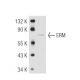 ERM Antibody (H-06) - Western Blotting - Image 48215 