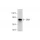 ERM Antibody (H-06) - Western Blotting - Image 138614 