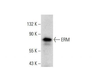 ERM Antibody (H-06) - Western Blotting - Image 138614Each CRISPR/Cas9 Knockout (KO) Plasmid product consists of a pool of 3 plasmids designed to ensure identification and cleavage of a specific gene for maximum knockout efficiency. Each plasmid encodes a unique 20 nt sequence derived from the GeCKO (v2) library.