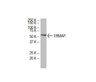 ERMAP Antibody (YS-6) - Western Blotting - Image 33440