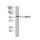 ERMAP Antibody (YS-6) - Western Blotting - Image 33440
