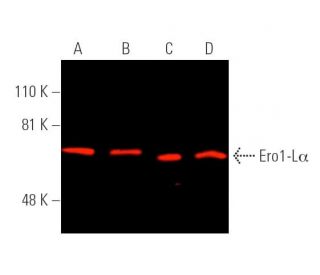 Ero1-Lα Antibody (D-7) - Western Blotting - Image 389981Each CRISPR/Cas9 Knockout (KO) Plasmid product consists of a pool of 3 plasmids designed to ensure identification and cleavage of a specific gene for maximum knockout efficiency. Each plasmid encodes a unique 20 nt sequence derived from the GeCKO (v2) library.