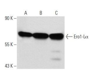 Ero1-L&alpha; Antibody (YW-8) - Western Blotting - Image 19713 