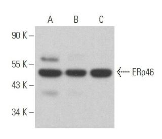 ERp46 Antibody (C-11) - Western Blotting - Image 358968 